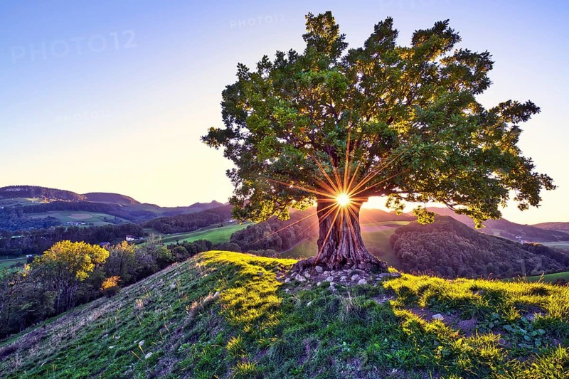 Oak tree (Quercus) with sun star at sunset, Swiss Jura Mountains, Canton Basel-Landschaft, Switzerland, Europe