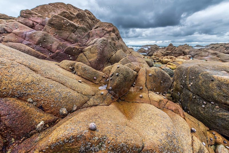 Rocks covered with shells on the Atlantic coast. Sables d'Olonne, Vendee France