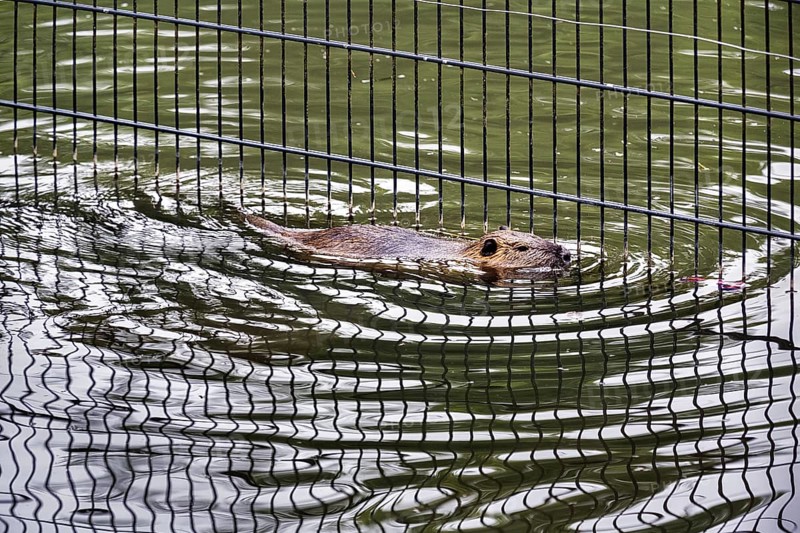 European beaver (Castor fiber) swimming in pond, grid reflected, captive, Olderdissen Zoo, Bielefeld, Teutoburg Forest, East Westphalia-Lippe, North Rhine-Westphalia, Germany, Europe