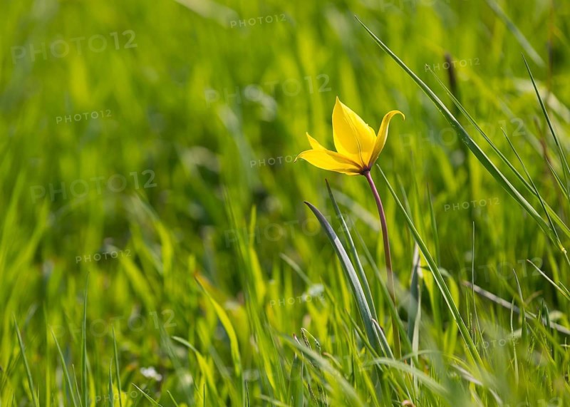 Wild tulip (Tulipa sylvestris) in flower, Saxony, Germany, Europe