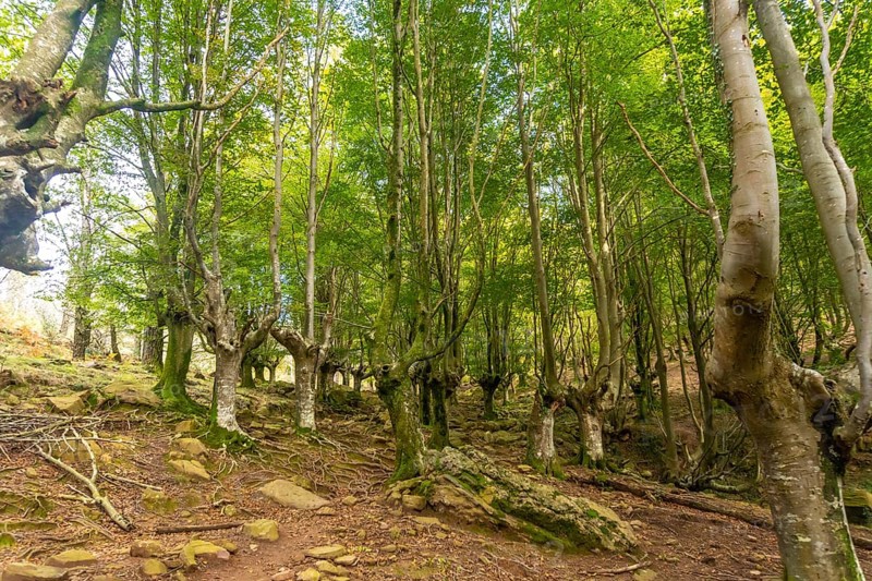 Hayedo on the trail up Mount Adarra in the town of Urnieta near San Sebastian, Gipuzkoa. Basque Country