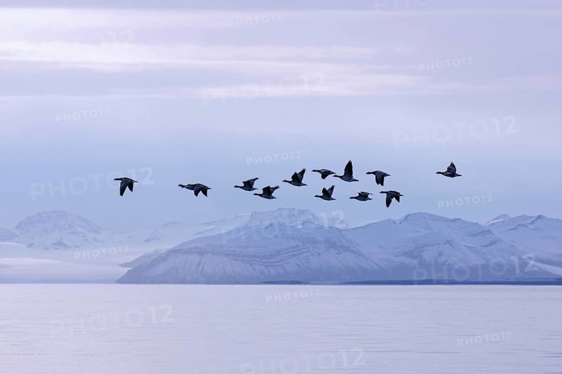 Barnacle geese (Branta leucopsis) flock flying over Billefjorden in summer, Svalbard, Spitsbergen, Norway, Europe