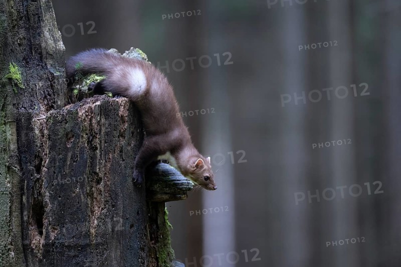 Beech marten (Martes foina), Bitburg, Rhineland-Palatinate, Germany, Europe