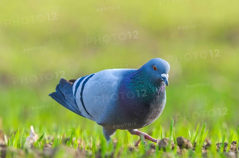 Domestic Pigeon (Columba livia domestica), Upper Austria, Austria, Europe