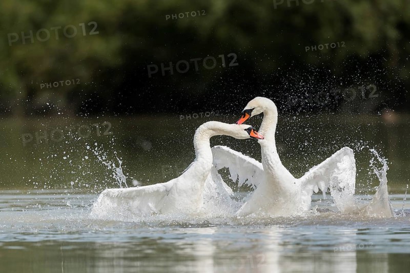 Mute swans (Cygnus olor), fighting in the water, Upper Austria, Austria, Europe