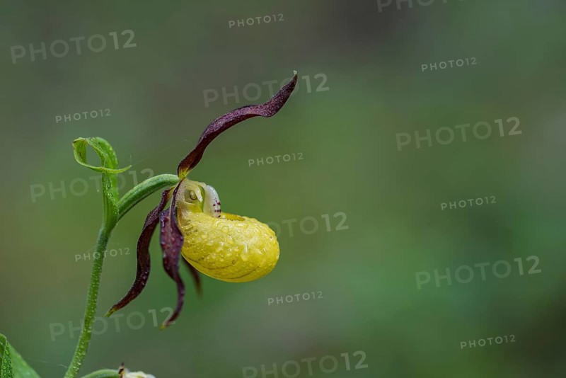 Yellow lady's slipper orchid (Cypripedium calceolus), Kalkalpen National Park, Upper Austria, Austria, Europe