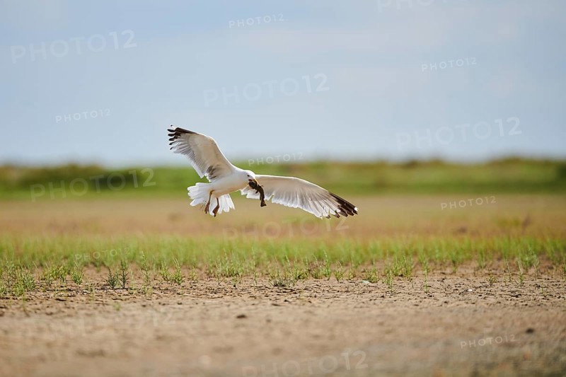 Yellow-legged gull (Larus michahellis) wildlife, landing on the ground with a hunted fish, France, Europe