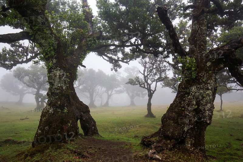 Laurel trees overgrown with moss and plants in the mist, old laurel forest (Laurisilva), stinkwood (Ocotea foetens), UNESCO World Heritage Site, Fanal, Madeira, Portugal, Europe