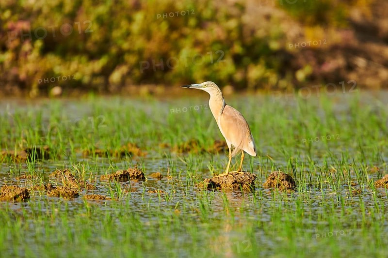 Squacco heron (Ardeola ralloides) in a paddy field, hunting, ebro delta, Catalonia, Spain, Europe