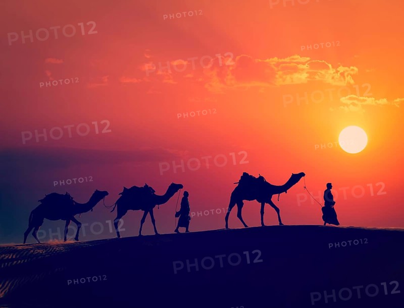 Vintage retro effect filtered hipster style image of Rajasthan travel, two indian cameleers camel drivers with camels silhouettes in dunes of Thar desert on sunset. Jaisalmer, Rajasthan, India, Asia