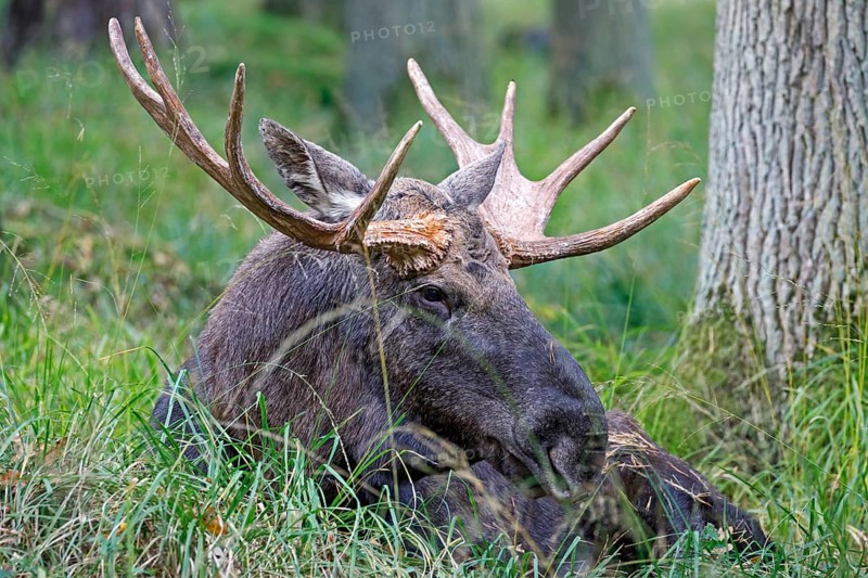 Elk (Alces alces) sits in the grass, bull, captive