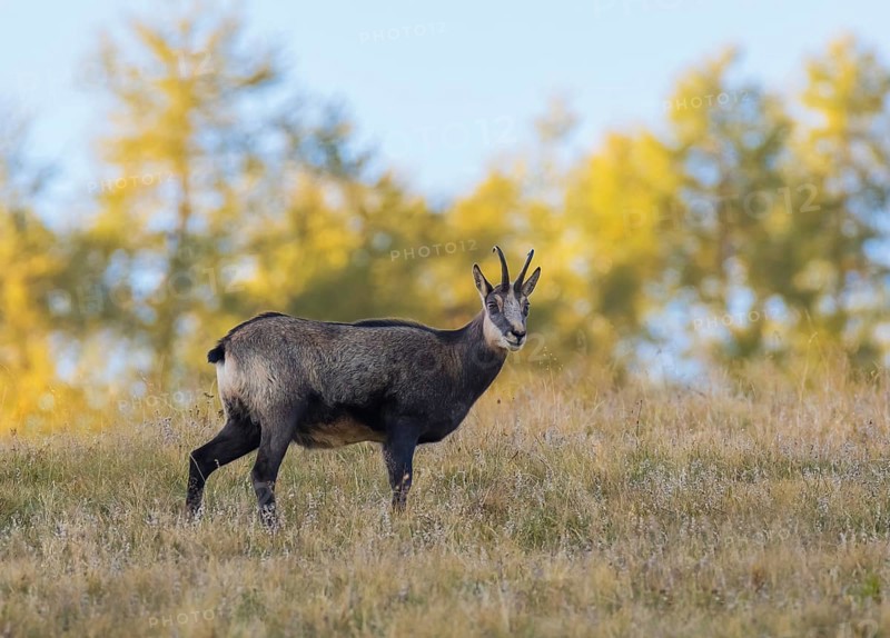 Chamois (Rupicapra rupicapra), Hochschwab, Styria, Austria, Europe