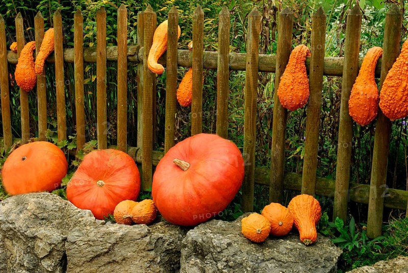 Pumpkins (Cucurbita) on garden fence, pumpkin, ornamental pumpkin,ornamental