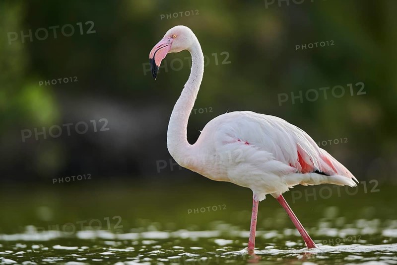 Greater Flamingo (Phoenicopterus roseus) walking in the water, Parc Naturel Regional de Camargue, France, Europe