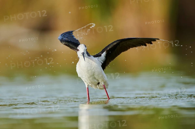 Black-winged stilt (Himantopus himantopus) standing in the water cleaning ists feathers, Camargue, France, Europe