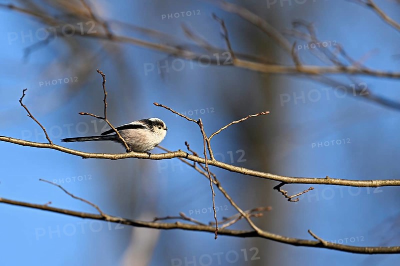 Long-tailed Tit (Aegithalos caudatus), sitting on a branch, Switzerland, Europe