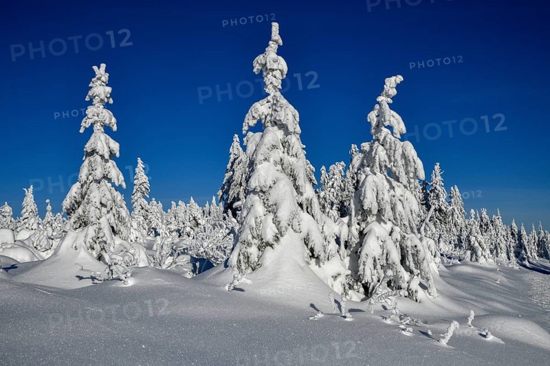 Snowy winter landscape near the Vogelskopf, near Baiersbronn, county Freudenstadt, Black Forest, Baden-Württemberg, Germany, Europe