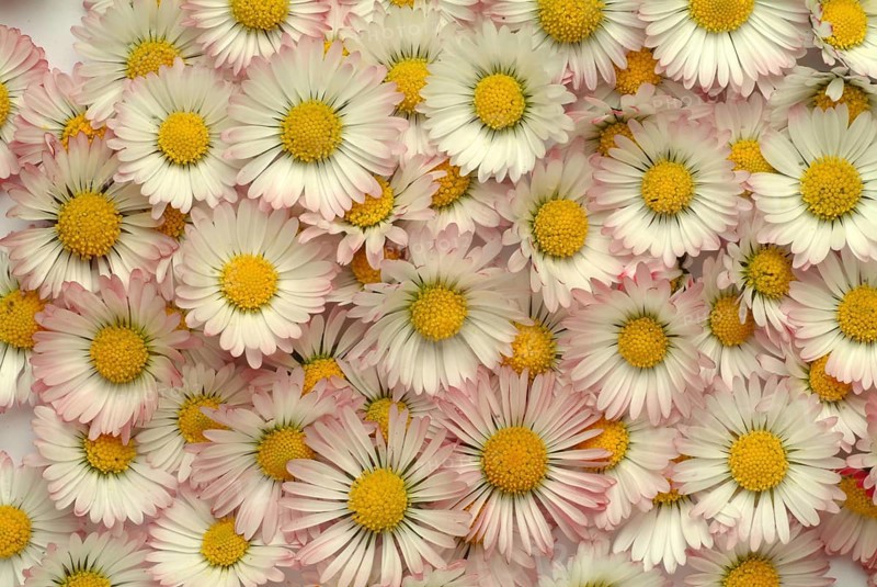 Common daisy (Bellis perennis), medicinal plant, naturopathy classifies the daisy among other things as stimulating the metabolism, expectorant and anti-inflammatory, used e.g. for respiratory and skin diseases as well as injuries. The daisy was named medicinal plant of the year 2017