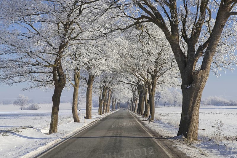 Small-leaved lime, little-leaf linden (Tilia cordata) trees bordering country road on snow covered countryside in winter, Schleswig-Holstein, Germany, Europe