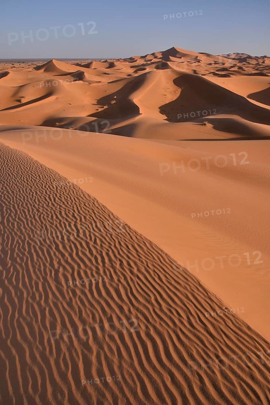 Dunes in the morning light, Great Sand Sea, Merzouga, Meknès-Tafilalet region, Morocco, Africa