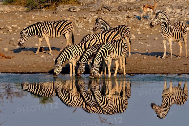 Burchell's Zebras (Equus quagga burchelli) drinking at the waterhole Chudop, Etosha National Park, Namibia, Africa