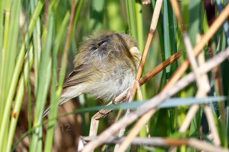 Chiffchaff or willow warbler (Phylloscopus collybita), sleeping animal in the biotope, Flusslandschaft Peenetal nature park Park, Mecklenburg-Western Pomerania, Germany, Europe