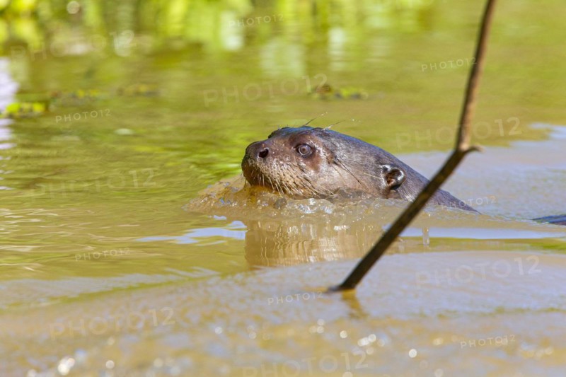 Giant otter (Pteronura brasiliensis) Pantanal Brazil