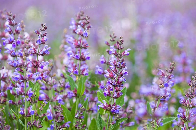 Common sage (salvia officinalis) in bloom, Freital, Saxony, Germany, Europe