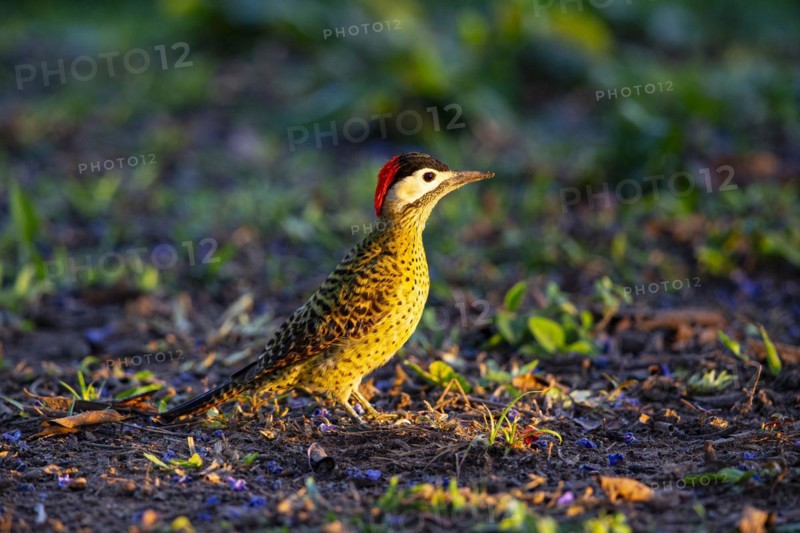 Green-banded Woodpecker (Colaptes melanochlorus) Pantanal Brazil
