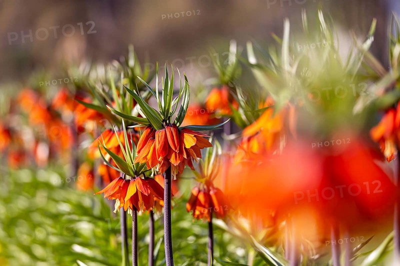 A blaze of colour in spring. Flowering imperial crown (Fritillaria imperialis) . Stuttgart, Baden-Württemberg, Germany, Europe
