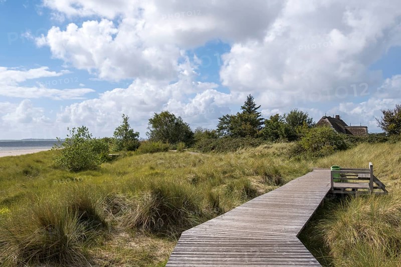 Boardwalk in the dunes between Nieblum and Greveling, North Sea island of Föhr, Schleswig-Holstein, Germany, Europe