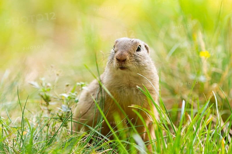 European ground squirrel (Spermophilus citellus) on a meadwo, Bavaria, Germany, Europe