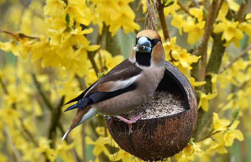 Hawfinch, (Coccothraustes coccothraustes) eats sunflower seeds in forsythia, (Forsythia × intermedia Zabel) from a coconut