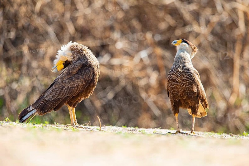 Crested caracara (Polyborus plancus) Pantanal Brazil