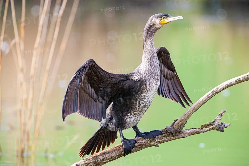 Cormorant (Phalacrocorax carbo) Germany
