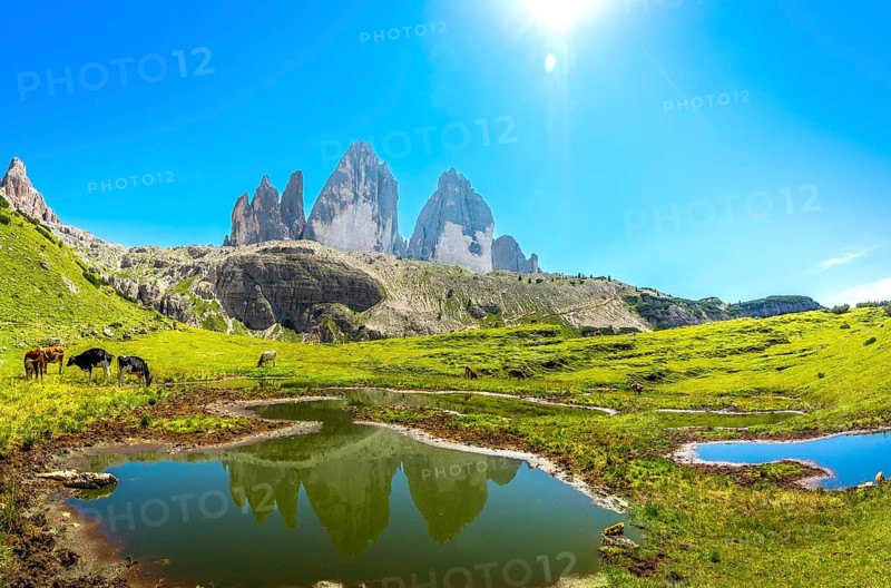 Cows are grazing near a small lake reflecting the tre cime di lavaredo peaks in the italian dolomites on a beautiful sunny summer day