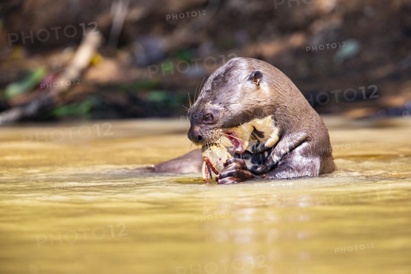 Giant otter (Pteronura brasiliensis) Pantanal Brazil
