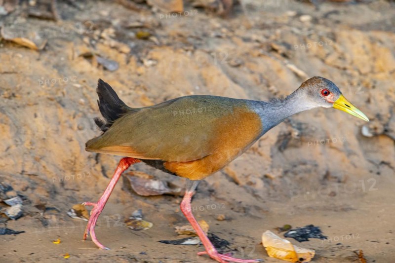 Grey-necked wood rail (Aramides cajanea) Pantanal Brazil