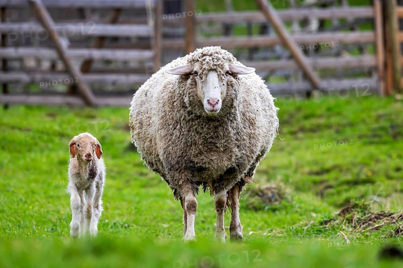 Sheep and young of the Württemberger breed, also known as Merinoland sheep. Sheep pasture on the Swabian Alb with lamb. Beuren, Baden-Württemberg, Germany, Europe