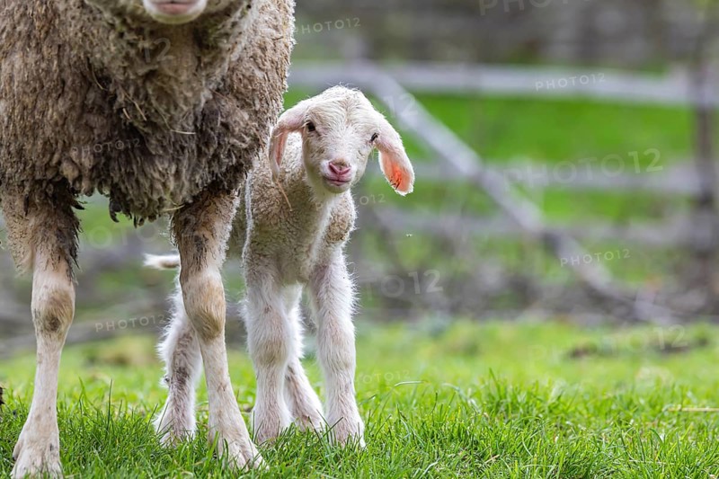 Sheep and young of the Württemberger breed, also known as Merinoland sheep. Sheep pasture on the Swabian Alb with lamb. Beuren, Baden-Württemberg, Germany, Europe