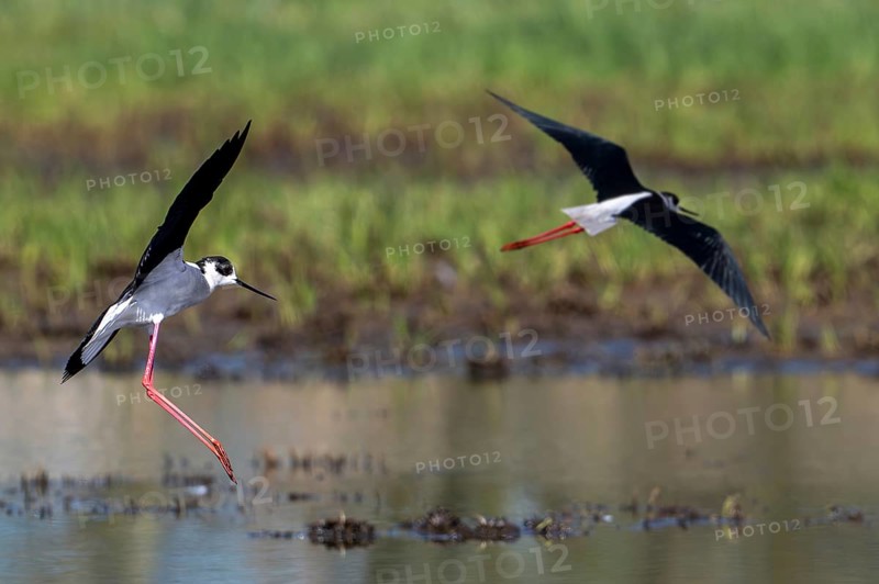 Two black-winged stilts (Himantopus himantopus) adult males landing in shallow water of pond at wetland in spring