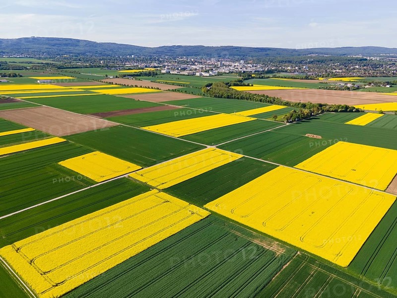 The Taunus ridge rises behind blossoming rape fields and the town of Bad Homburg. (Aerial view with a drone), Frankfurt am Main, Hesse, Germany, Europe