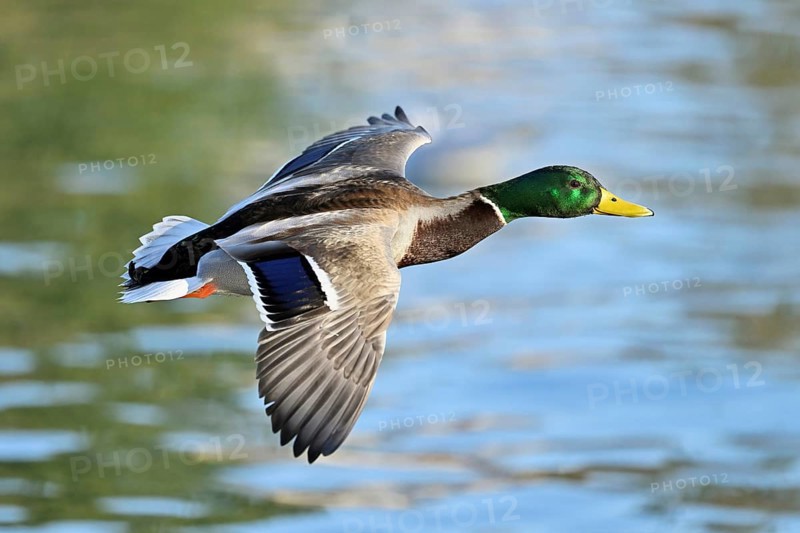 Mallard (Anas platyrhynchos), drake in flight, Lake Zug, Canton Zug