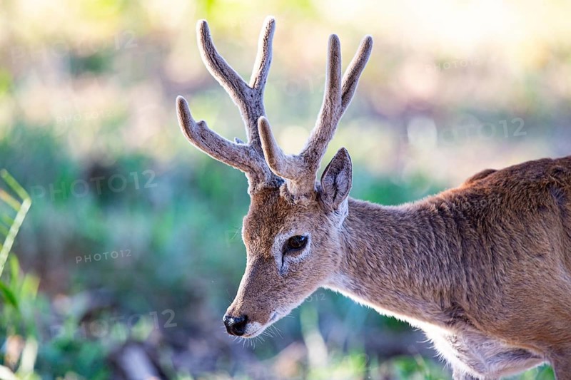 Pampas deer (Ozotoceros bezoarticus) Pantanal Brazil