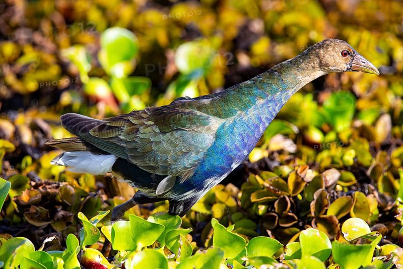 American purple gallinule (Porphyrio martinicus) Pantanal Brazil