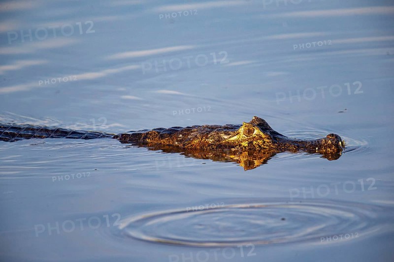 Spectacled caiman (Caiman crocodilius) Panatanal Brazil