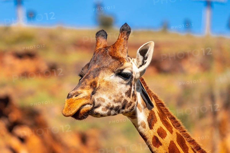A giraffe with its head turned to the side and its tongue hanging out. The giraffe is standing in a field with a rocky background