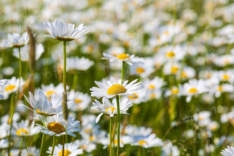 Lush blossoms of the meadow daisy (Leucanthemum vulgare), Saxony, Germany, Europe