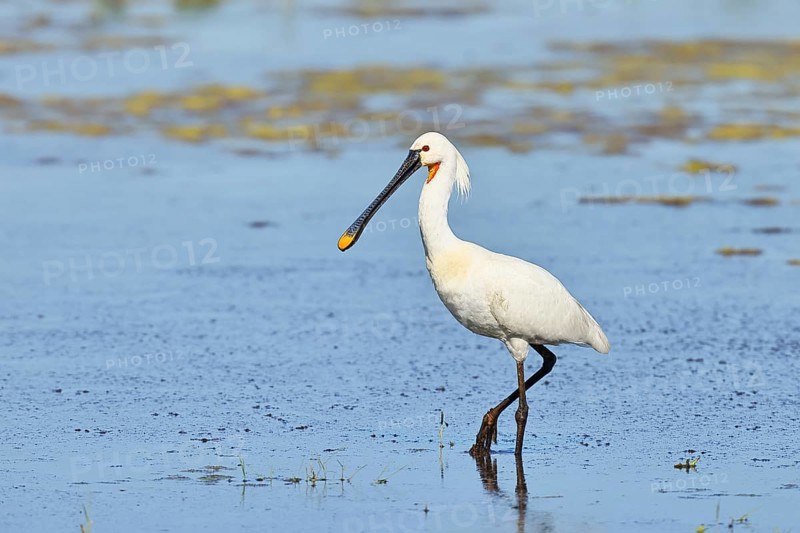 Spoonbill (Platalea leucorodia), adult bird striding through shallow water, adult bird in splendour, wildlife, Ziggsee, Burgenland, Austria, Europe