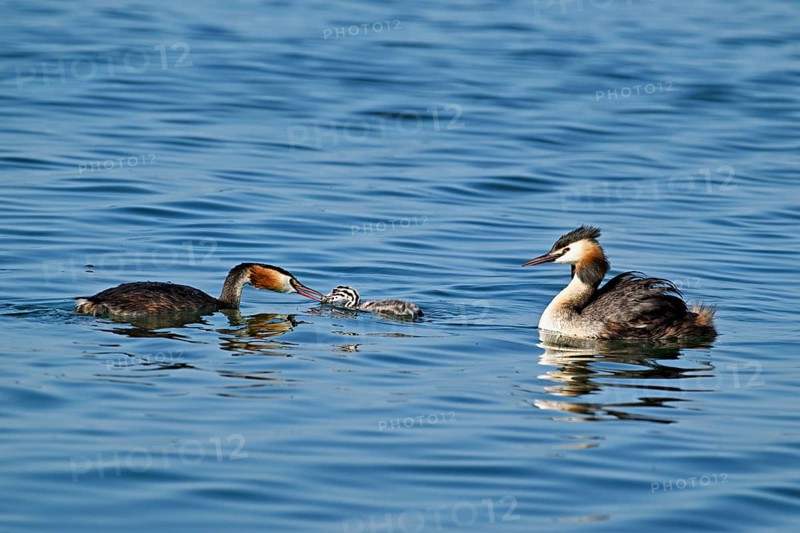 Great Crested Grebe (Podiceps Scalloped ribbonfish), pair feeding a chick with fish, swimming in the water, Lake Zug, Kanon Zug, Switzerland, Europe
